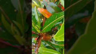 Garden croton Plant Codiaeum variegatum nature relaxingsound garden plants shortvideo 😌😌 [upl. by Akirderf728]