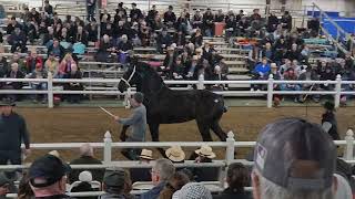 2024 Gordyville Draft Horse Sale Percheron mare clips not Tripcrest mares [upl. by Ahseer]