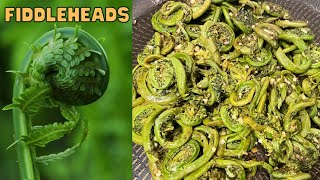 Fiddleheads a Wild Edible How to prepare and cook Ostrich Fern Fiddleheads  A spring delicacy [upl. by Weinberg]