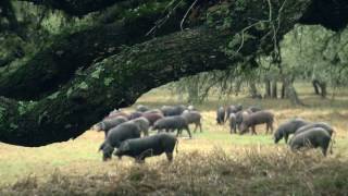 SPANISH PIGS in Central Texas [upl. by Alie]