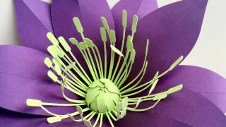 Hellebore Making the Center Bud [upl. by Odnama]