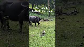 My life in provinceBuffalo herdsman [upl. by Eidaj]