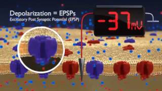 Hyperpolarization and depolarisation  neurone membrane  BioPsychology [upl. by Inaflahk]