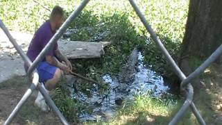 BIG ALLIGATORS EATING  KLIEBERTS ALLIGATOR FARM [upl. by Keeryt]