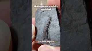 Nothosaurus Reptile Fossil Tooth [upl. by Ahsyle]