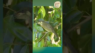 YellowSpotted Honeyeater Rainforest Explorer  Yirrganydji Country [upl. by Wengert]