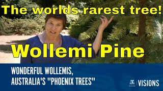 Trees Wollemi Pine Wollemia nobilis Worlds Rarest Tree [upl. by Shaver311]