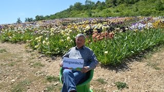 En attendant le Tour  Les iris de Bernard Laporte à Larnas [upl. by Odilia302]