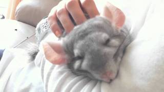 Chinchilla falling asleep being cuddled [upl. by Shina]