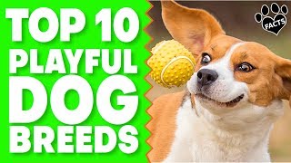 Top 10 Most Playful Dog Breeds for Active Families Dogs 101 [upl. by Murat]