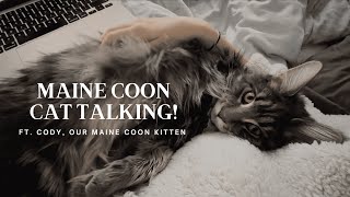 Maine Coon Cat Talking  “I Want My Morning Cuddles” [upl. by Lejeune]