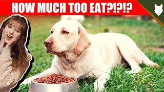 How Much Should I Feed My LABRADOR [upl. by Cirilla320]