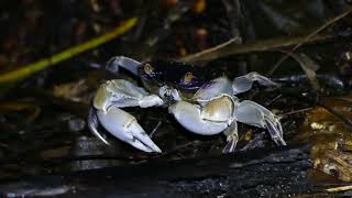 Purplebacked ShoreCrab Geograpsus grayi [upl. by Amaso457]