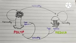 Difference between Metamerism  Metagenesis  Metamorphosis  Metastasis  BIOLOGY Bubble  NCERT [upl. by Tarazi]