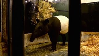 Jardin des plantes  bébé tapir débarque à la ménagerie [upl. by Aniraad980]