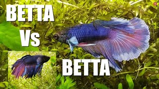 2 MALE BETTAS in the SAME TANK  Watch This  Part 1 [upl. by Mccully]