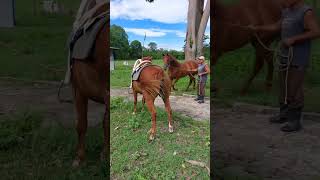 Garanhão cavalos cavalo amorporcavalos duet horse amocavalo [upl. by Neeoma]