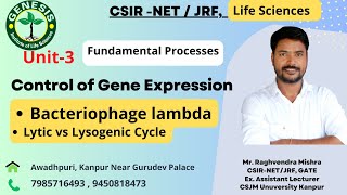 Lytic vs Lysogenic Cycle  Bacteriophage lambda I Control Of Gene Expression L42 [upl. by Diandra305]