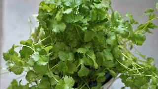 Como conservar el cilantro y otras hierbas aromáticas  recetas de cocina [upl. by Issiah556]