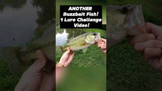 Topwater Buzzbait Fishing For HEALTHY Largemouth Bass [upl. by Ameehsat]