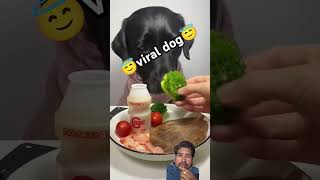 viral labrador😇 dog eatingshow eating labrador eatingsounds asmr food [upl. by Endo401]