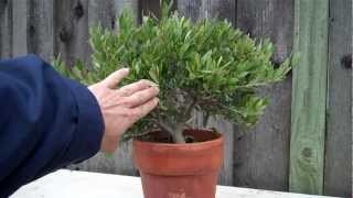 How to create an Olive tree Bonsai Part 1 initial shapingmp4 [upl. by Avrit463]