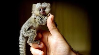 Finger Monkey  Pygmy Marmoset Monkey is Cutest Monkey in the world [upl. by Iives285]