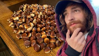 How to Remove Worms from Your Chestnuts [upl. by Nahbois]