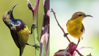 OliveBacked Sunbird  YellowBellied Sunbird of Singapore Documentary [upl. by Austin]