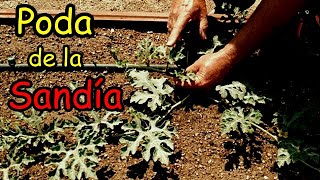 Poda de la Sandía  Más Producción y Mejor Calidad de Frutos [upl. by Nniw]