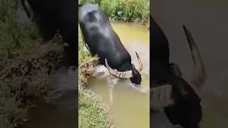 Buffalo In Water shortvideo buffalo animal [upl. by Ahsinyd]