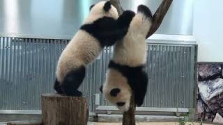 Panda Twins Babies falling 双子のパンダ 海浜と陽浜 アドベンチャーワールド [upl. by Bautram]