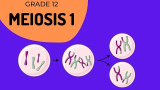 Meiosis 1  Crossing over and Phase identification [upl. by Naerad]