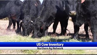 US Cow Inventory [upl. by Nwahsal]