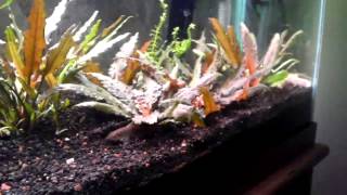 How to Propagate Cryptocoryne Wendtii [upl. by Gussi]