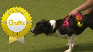 Flyball  Team Finals  Crufts 2017 [upl. by Byrn]