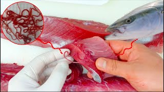 Worm Parasites in Fish Yellowtail Everything you need to know about P seriolae [upl. by Semajwerdna13]