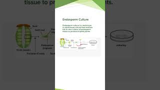 Endosperm Culture ProcedureDiagram Plant Tissue Culture Concepts of Botany [upl. by Hiasi959]