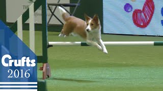 Agility  Crufts Team  Small Final  Crufts 2016 [upl. by Wainwright]