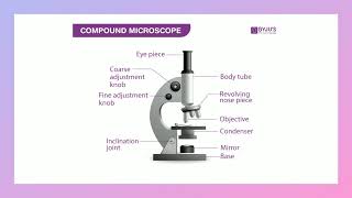 Grade11 Microscopy [upl. by Martelle]