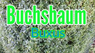 Buchsbaum pflege gießen düngen schneiden Standort Buchsbaumpilz Buxus sempervirens [upl. by Siddon]