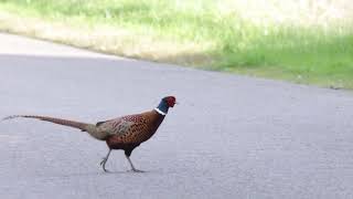 Male ringnecked peasant crossing the road  birds in New Zealand [upl. by Aliber41]