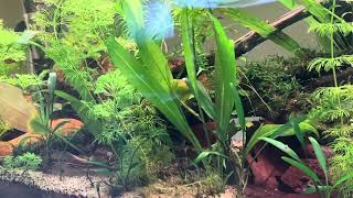 Shrimp tank going bonkers with plants [upl. by Aglo]