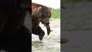 Monster Grizzly Bear Catches and Eats Fish Alive [upl. by Hendel786]