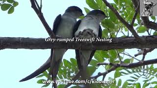 Remarkable GREYRUMPED TREESWIFT Nesting Singapore [upl. by Molohs]