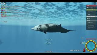 Cuviers beaked whale Added Oceanic testing 2 [upl. by Yelsel]