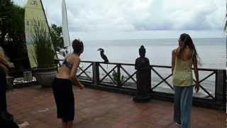 Wreathed Hornbill joins Qigong Retreat at Villa Boreh in Bali [upl. by Alya]