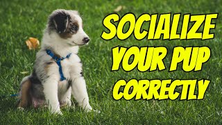 3 Steps to Socialize Your Puppy [upl. by Eniamrahc]