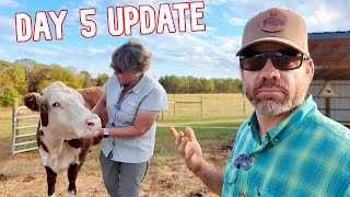 Is Our New Cow Loving or Hating the Farm 5Day Update [upl. by Tedda]