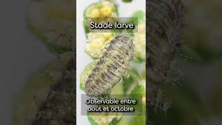 Un nouvel insecte détecté en France 🤔 [upl. by Snehpets776]